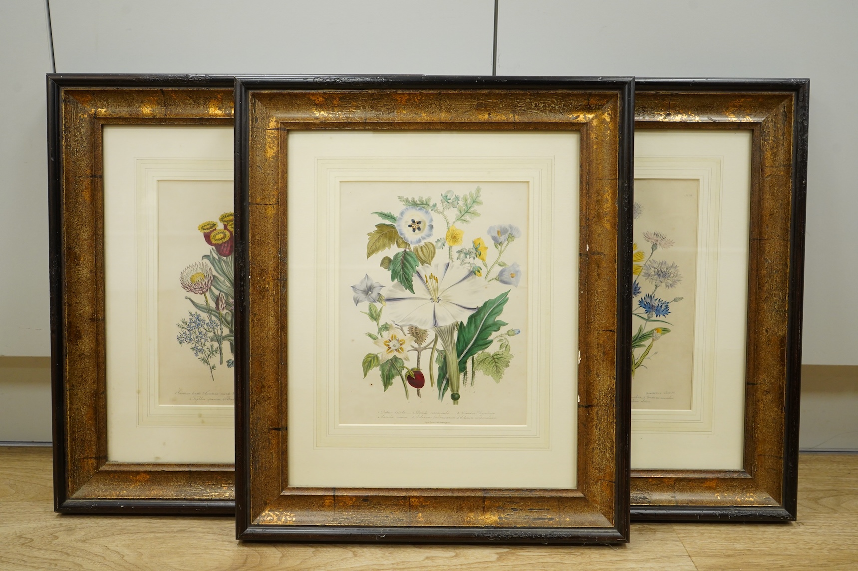 After Jane Loudon (1807-1858), three botanical interest colour lithographs, two published by Day and Haghe, 26 x 19cm